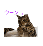ベンガルねこのはるちゃん あいさつ（個別スタンプ：28）