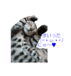 ベンガルねこのはるちゃん あいさつ（個別スタンプ：29）