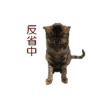 ベンガルねこのはるちゃん あいさつ（個別スタンプ：31）