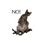 ベンガルねこのはるちゃん あいさつ（個別スタンプ：32）
