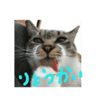 キナゴーと仲間たち第1弾（個別スタンプ：4）