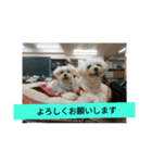 キナゴーと仲間たち第1弾（個別スタンプ：7）