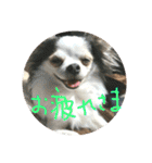 キナゴーと仲間たち第1弾（個別スタンプ：9）