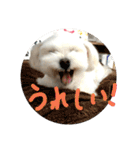 キナゴーと仲間たち第1弾（個別スタンプ：12）
