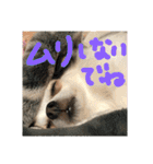 キナゴーと仲間たち第1弾（個別スタンプ：19）