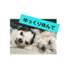 キナゴーと仲間たち第1弾（個別スタンプ：20）