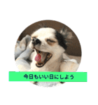 キナゴーと仲間たち第1弾（個別スタンプ：21）