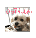 キナゴーと仲間たち第1弾（個別スタンプ：22）