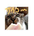 キナゴーと仲間たち第1弾（個別スタンプ：24）