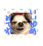 キナゴーと仲間たち第1弾（個別スタンプ：33）