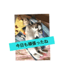 キナゴーと仲間たち第1弾（個別スタンプ：34）