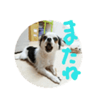 キナゴーと仲間たち第1弾（個別スタンプ：39）