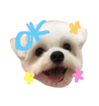 わんこ3兄弟  ゆるーい3（個別スタンプ：1）