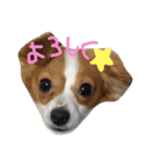 わんこ3兄弟  ゆるーい3（個別スタンプ：3）