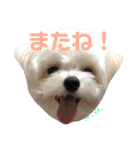 わんこ3兄弟  ゆるーい3（個別スタンプ：5）