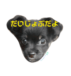 わんこ3兄弟  ゆるーい3（個別スタンプ：6）