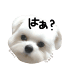 わんこ3兄弟  ゆるーい3（個別スタンプ：8）