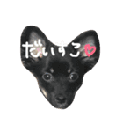 わんこ3兄弟  ゆるーい3（個別スタンプ：12）