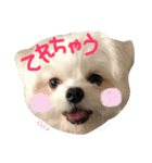 わんこ3兄弟  ゆるーい3（個別スタンプ：13）