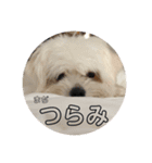 わんこ3兄弟  ゆるーい3（個別スタンプ：15）