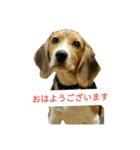 ジャンです（個別スタンプ：2）