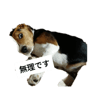 ジャンです（個別スタンプ：4）