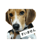 ジャンです（個別スタンプ：7）