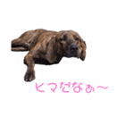 猟師工房スタンプ2（個別スタンプ：5）