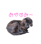 猟師工房スタンプ2（個別スタンプ：6）