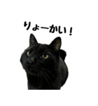 黒猫ケンタロウスタンプ（個別スタンプ：1）