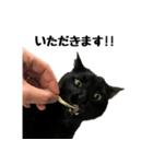 黒猫ケンタロウスタンプ（個別スタンプ：4）
