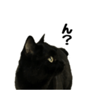 黒猫ケンタロウスタンプ（個別スタンプ：5）