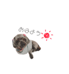 愛犬スタンプ コモモ（個別スタンプ：2）