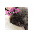 愛犬スタンプ コモモ（個別スタンプ：5）