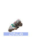 愛犬スタンプ コモモ（個別スタンプ：6）