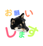 黒柴小梅日常会話part4（個別スタンプ：2）