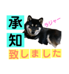 黒柴小梅日常会話part4（個別スタンプ：4）