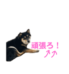 黒柴小梅日常会話part4（個別スタンプ：5）