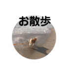 豆柴～私たちのアイドル～（個別スタンプ：10）