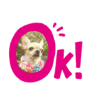 愛犬トリーナの日常スタンプ（個別スタンプ：1）
