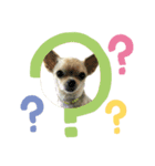 愛犬トリーナの日常スタンプ（個別スタンプ：8）