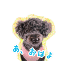トイプードル ぱんくん（個別スタンプ：1）