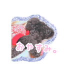 トイプードル ぱんくん（個別スタンプ：2）