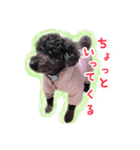 トイプードル ぱんくん（個別スタンプ：3）