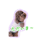 トイプードル ぱんくん（個別スタンプ：5）