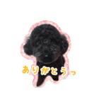 トイプードル ぱんくん（個別スタンプ：7）