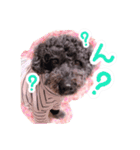 トイプードル ぱんくん（個別スタンプ：11）