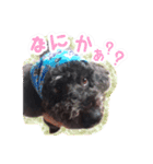 トイプードル ぱんくん（個別スタンプ：12）