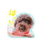 トイプードル ぱんくん（個別スタンプ：14）