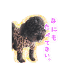 トイプードル ぱんくん（個別スタンプ：16）